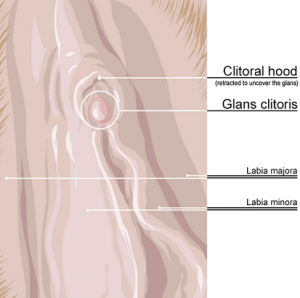 ilustrasi-vagina-gambar-clitoral-hood-unhooding-khitan-wanita