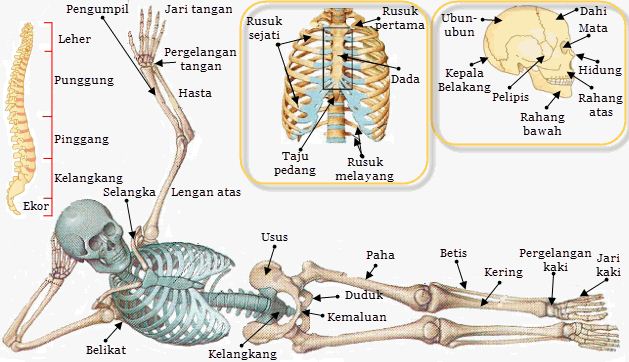 Berapa jumlah tulang penyusun sistem rangka manusia